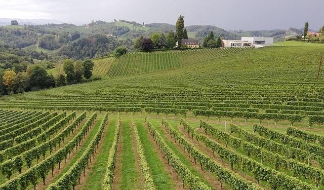 Austria Wine Month in National Landing – DC News Now