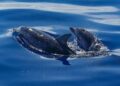706 Dolphins Slaughtered In Bloody Traditional Faroe Islands Hunt – The Inertia