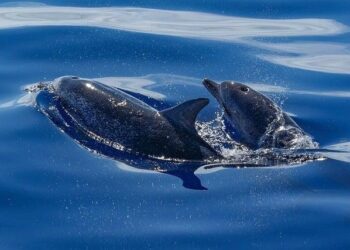 706 Dolphins Slaughtered In Bloody Traditional Faroe Islands Hunt – The Inertia