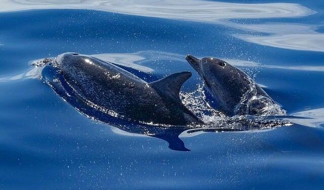 706 Dolphins Slaughtered In Bloody Traditional Faroe Islands Hunt – The Inertia
