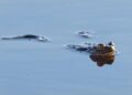 Finland Joins France’s Nuclear Deterrence Initiative Without NATO-Style Obligations – Межа. Новини України.