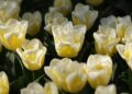 The Netherlands ratifies Council of Europe convention establishing International Claims Commission for Ukraine – coe.int