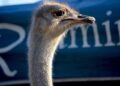 Sept. 17 highlights at the Guernsey County Fair – The Daily Jeffersonian