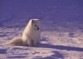 Survey for Arctic Way Soon to Be Completed – High North News