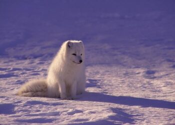 Survey for Arctic Way Soon to Be Completed – High North News