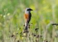 Rare white-fronted shrike draws hundreds of observers in Finland — YLE News – UA.NEWS