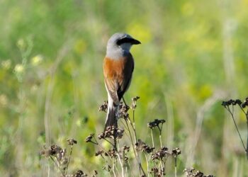 Rare white-fronted shrike draws hundreds of observers in Finland — YLE News – UA.NEWS