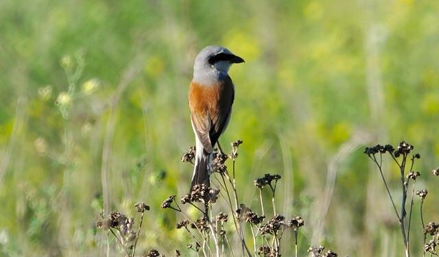 Rare white-fronted shrike draws hundreds of observers in Finland — YLE News – UA.NEWS