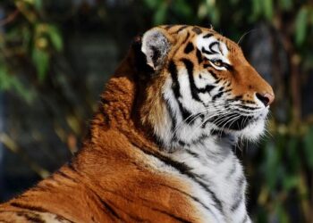 Kazakhstan releases first tiger into the wild in 70 years – news – Mongabay