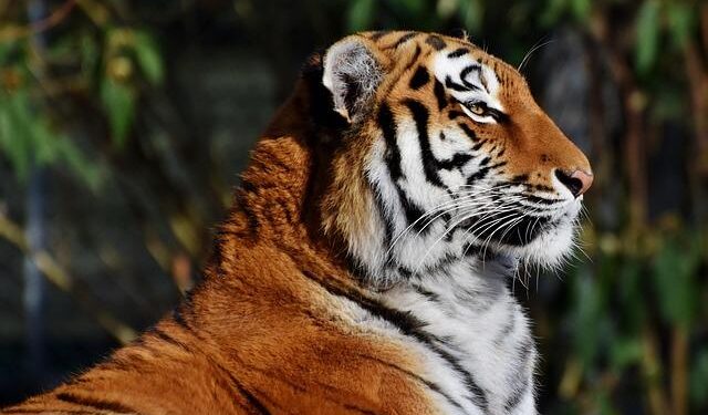 Kazakhstan releases first tiger into the wild in 70 years – news – Mongabay