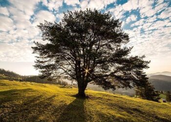 Romania’s Make-or-Break Cabinet – Visegrad Insight