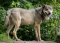 Genetic monitoring of wolves in Romania’s Southern Carpathians shows decrease in population – romania-insider.com