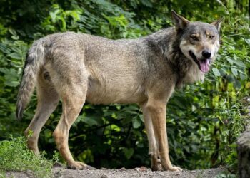 Genetic monitoring of wolves in Romania’s Southern Carpathians shows decrease in population – romania-insider.com