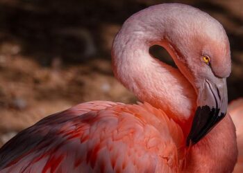 Flamingo Revolution: The Albanians protesting to bring down the elites – video – The Guardian