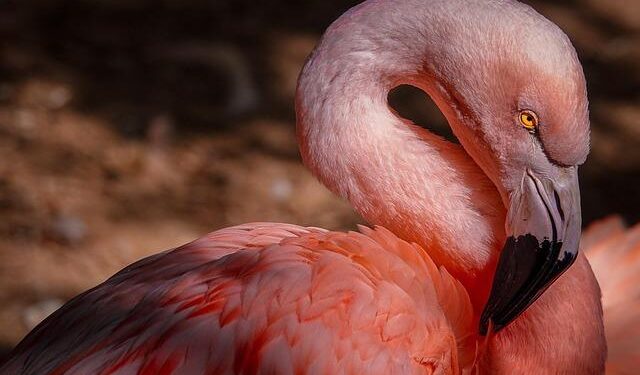 Flamingo Revolution: The Albanians protesting to bring down the elites – video – The Guardian