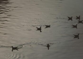 Kazakhstan, Partners Target Falling Caspian Sea Levels With New Monitoring Project – The Astana Times