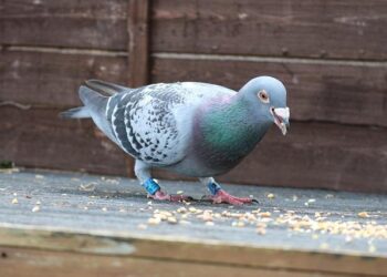 How Belgium bred its multi-million-euro pigeon racing obsession – The Brussels Times