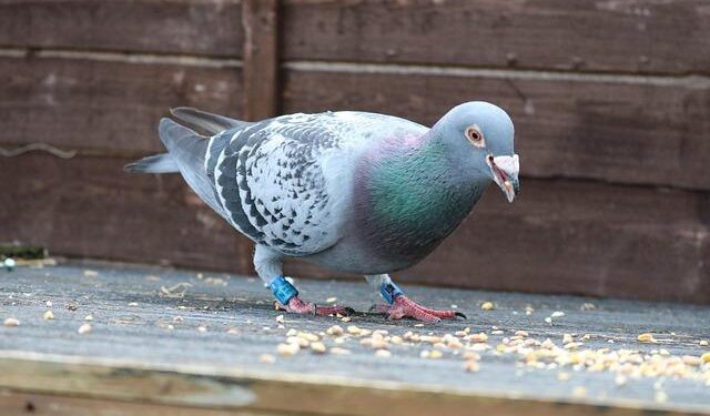 How Belgium bred its multi-million-euro pigeon racing obsession – The Brussels Times