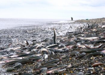 Capelin Catch Advice Cut 70% After Survey Falls Short – Iceland Review