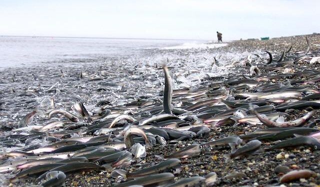 Capelin Catch Advice Cut 70% After Survey Falls Short – Iceland Review