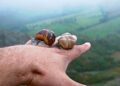 A slow travel success story in Slovenia’s secret valley – The Guardian