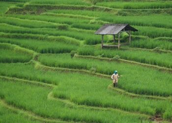 Farming union hits out at senior Defa leadership – Yahoo