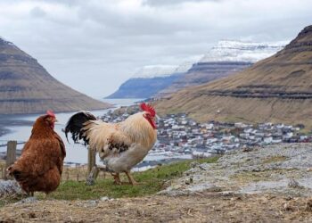 Faroe Islands locals massacre over 700 porpoises in gory ‘grindagrap’ tradition – New York Post