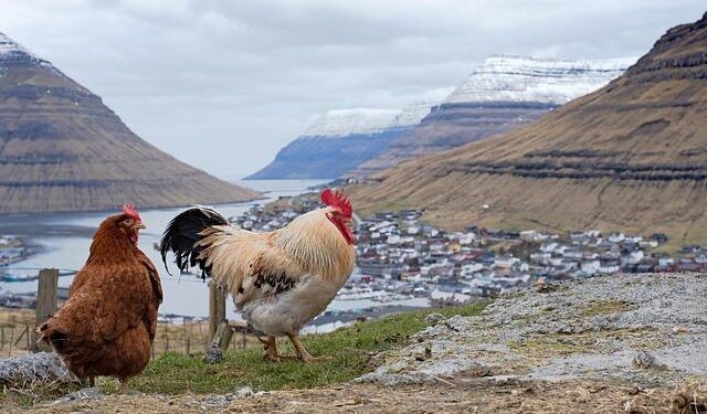 Faroe Islands locals massacre over 700 porpoises in gory ‘grindagrap’ tradition – New York Post