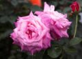 Swiss bakery makes world’s largest pink Carac for breast cancer awareness – SWI swissinfo.ch