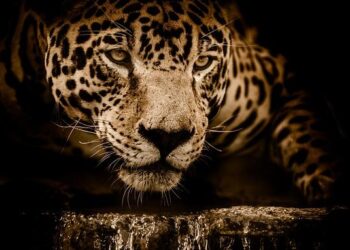 Quick Thoughts After Jaguars’ 34-31 Loss to Texans: Hunter Delivers on Both Sides of the Ball – Jacksonville Jaguars