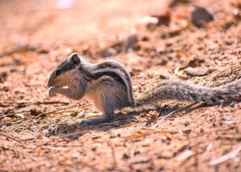 Elvis the squirrel who stowed away to Guernsey is ‘still alive’ – BBC