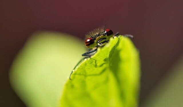 Taxonomic revision confirms eight Adonis taxa in Kazakhstan and revises conservation recommendations – Bioengineer.org