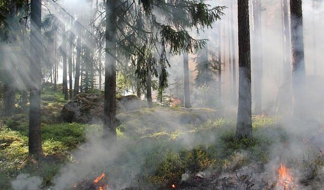 Sweden Grants Nearly $1B In Funding To Three BECCS Companies – Carbon Herald
