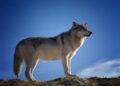 Would you welcome a wolf in your back yard? – The Guardian