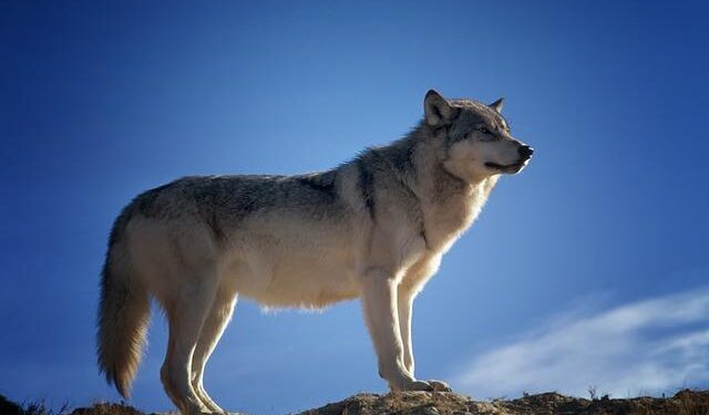 Would you welcome a wolf in your back yard? – The Guardian