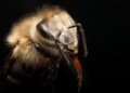 Protecting Earth’s fragile biodiversity takes spotlight at Armenia talks – UN News