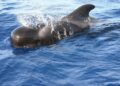 Over 125 pilot whales killed in Faroe Islands’ first grind of 2026 – Oceanographic Magazine