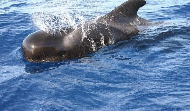 Over 125 pilot whales killed in Faroe Islands’ first grind of 2026 – Oceanographic Magazine