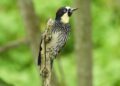 Armenia should apologize to Azerbaijani people, Azerbaijan presidential aide says – NEWS.am