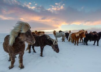 Discovery, sustainability & remote markets on docket for ‘vital’ Iceland Airwaves – IQ Magazine